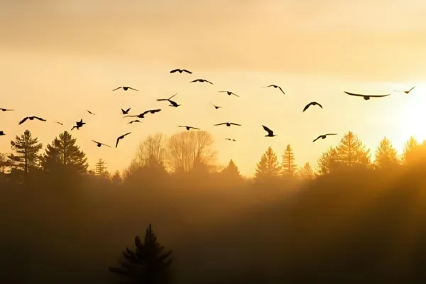 Bird Migration Patterns Your Complete Guide to Tracking Seasonal Movements