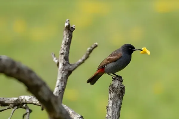 Expert Bird Feeding Tips Your Complete Guide to Backyard Success