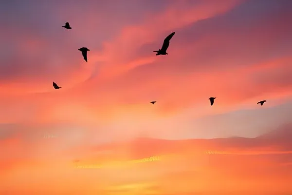 How to Identify Birds by Sound A Complete Guide to Bird Calls and Songs