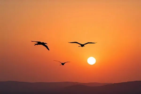 When Do Birds Migrate Complete Timing Guide for Birdwatchers